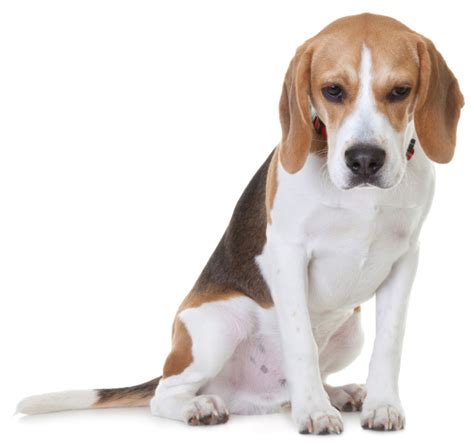 Beagle Dog Breed Pictures Dog Breed Pictures Small Large