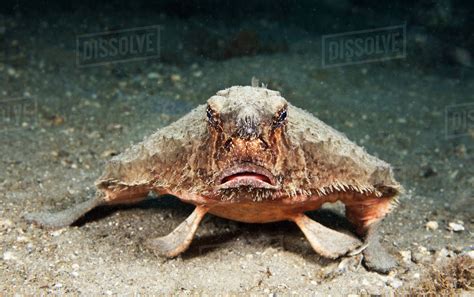 Florida Shortnose Batfish Ogcocephalus Nasutus On Seafloor Stock