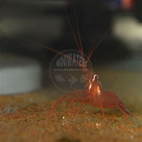Lysmata Boggessi Peppermint Shrimp Captive Bred Shop MiniWaters