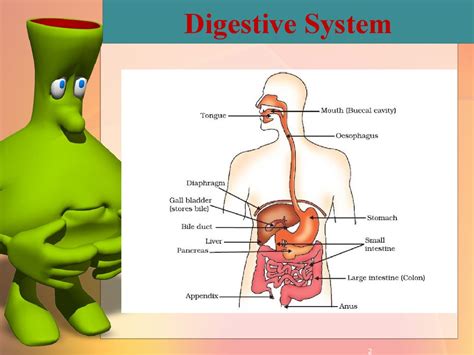 Digestive System презентация онлайн