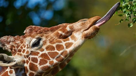 Top wie groß ist eine giraffe ohne hals