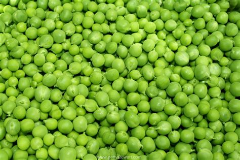 Peas Pisum Sativum