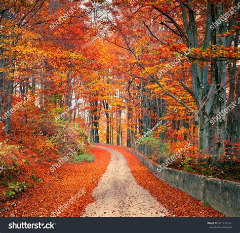 Colorful Autumn Scene Mountain Forest Beautiful Stock