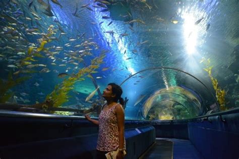 The Attractions Of Top Kuala Lumpur Aquariums Asia Travel Blog