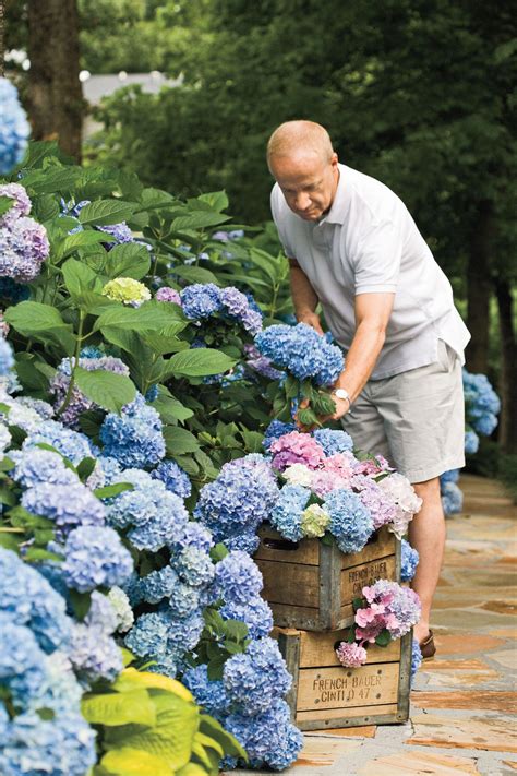 Caring For Hydrangeas Artofit