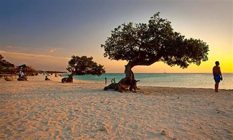 Palm Eagle Beach 2018 Best Of Palm Eagle Beach Aruba Tourism
