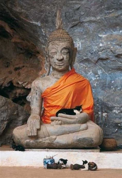 Neko Nirvana Cat Napping In The Lap Of Buddha Webecoist