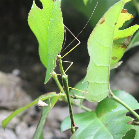 Four Spotted Stick Insect