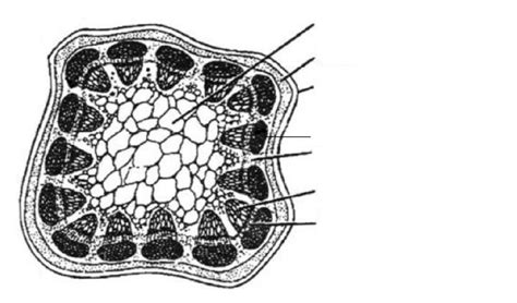 Maldonado Biology I Pd7 Ch 23 25 Plant Structures Vocab Quiz I And Ii