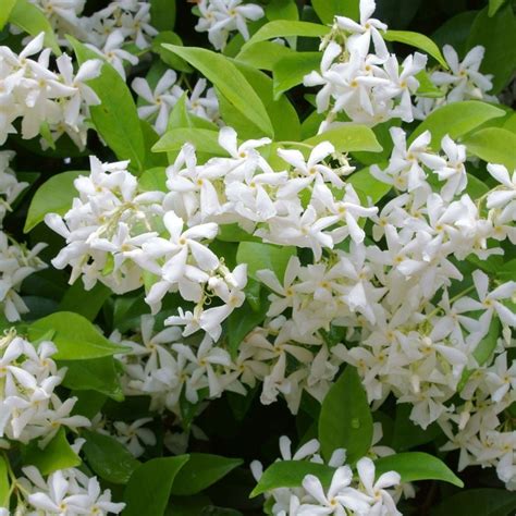 Jasmine Plant How To Grow Indoor Care Guide Houseplant 411