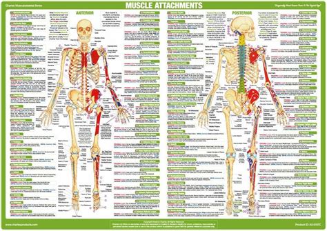 Muscle Anatomy Poster Anterior And Posterior