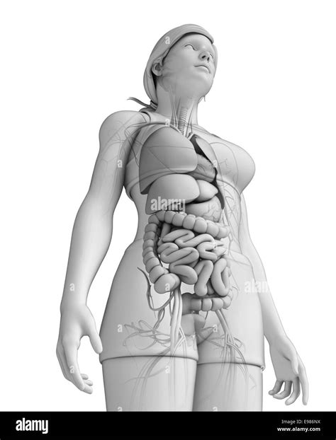 Illustration Of Female Digestive System Stock Photo Alamy