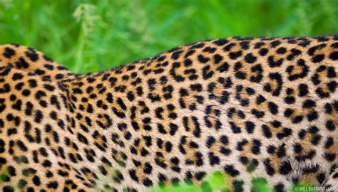 Leopards Photos Pictures Images
