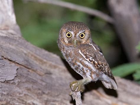 The smallest owl found in north america is the elf owl. The Tiny Elf Owl in 2020 | Elf owl, Owl, Owl species