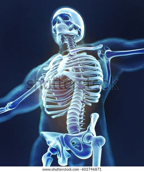 Human Skeleton Anatomy Torso Skeletal Structure Ilustración De Stock