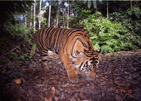 The Sumatran Tiger In 2020