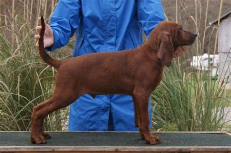 Akcukc Redbone Coonhound Pup From Health And Entitled Tested Parents