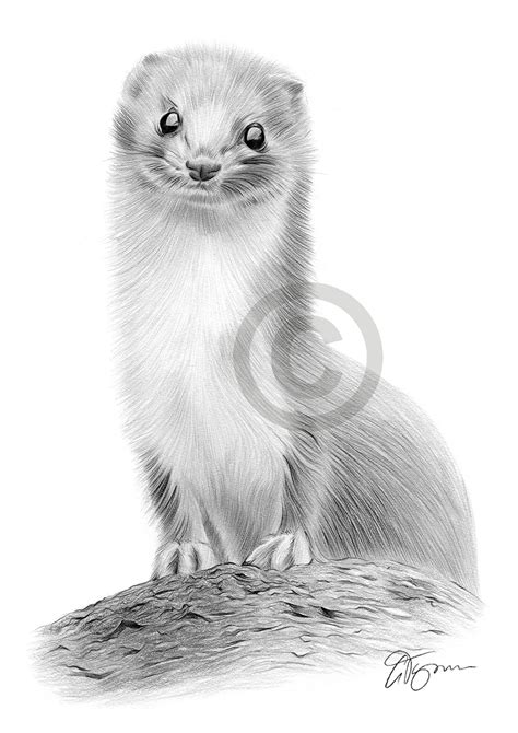 Pencil Drawing Of A Weasel By Uk Artist Gary Tymon