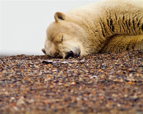 Polar Bear Sleep Animal Photo Hd Wallpaper Preview