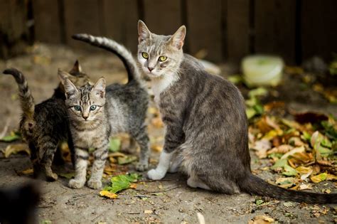 How Long Is A Cat Pregnant Canna Pet®