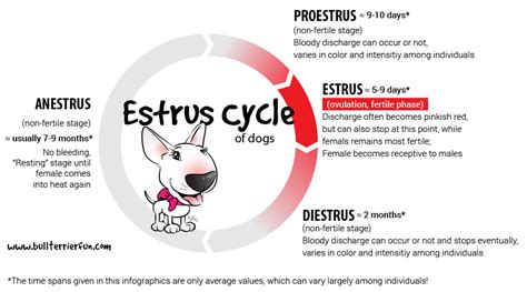 The Dog Heat Cycle Explained For Owners Of Intact Females