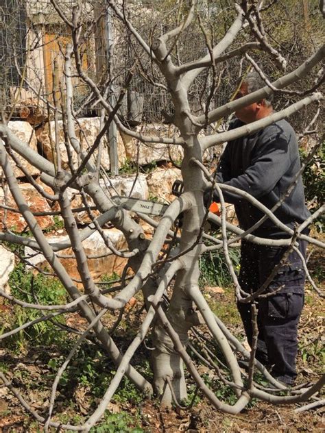 Prune fruit trees and grape vines by tidying up dead and weak branches before they break dormancy. How to Prune Fruit Trees to Keep Them Small in 2020 ...