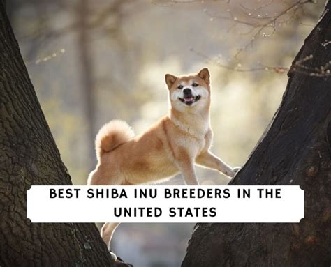 11 Best Shiba Inu Breeders In The United States 2023 We Love Doodles