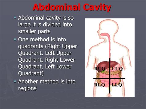 Ppt Body Planes Directions And Cavities Powerpoint Presentation B4b