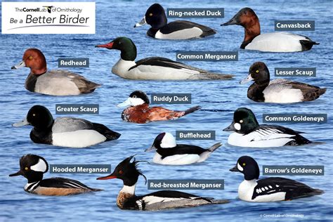 Learn Your Ducks With The Male Diving Ducks Puzzle Bird