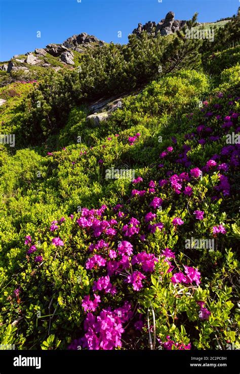 Pink Rose Rhododendron Flowers On Summer Mountain Slope Stock Photo Alamy