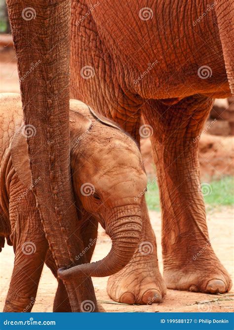 Baby Elephant Holding Onto Mothers Trunk Stock Image Image Of Trunk