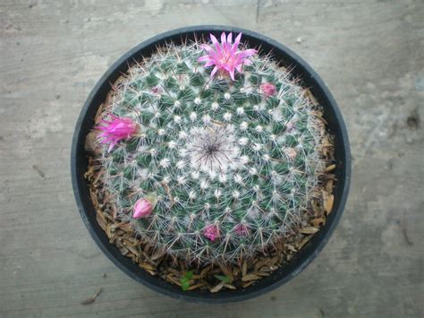 Kesetiaan bunga matahari terhadap matahari membuat bunga ini memiliki makna dan filosofi 'kesetiaan'. Kata Kata Bunga Kaktus