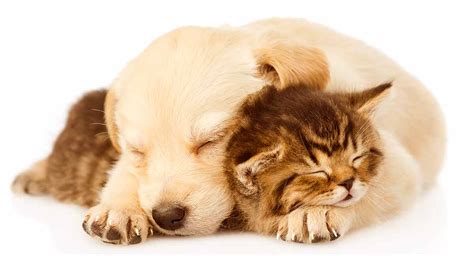 The virus exists in different parts of a cat's environment, but vaccination is the major determination of whether or not a cat will. Best Dog for Cats - Which Breeds Are Least Likely To Chase ...