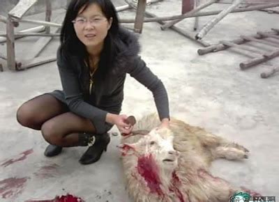 Смотрите видео chinese woman kill goat онлайн. Traveled China: Beautiful girls, killing sheep