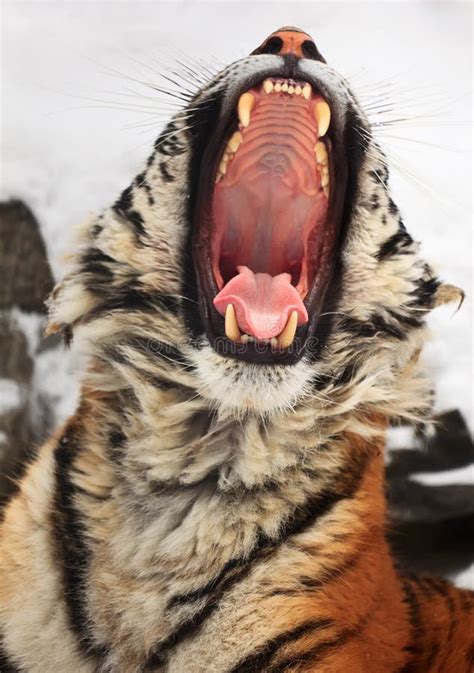 20 Yawning Tiger Free Stock Photos Stockfreeimages