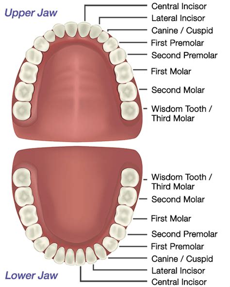 The Anatomy Of Your Teeth Sabka Dentist Top Dental Clinic Chain In