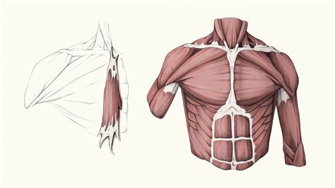 Anatomy Studies — Art Of Jimi