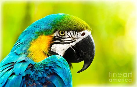 Exotic Colorful African Macaw Parrot Photograph By Anna Om