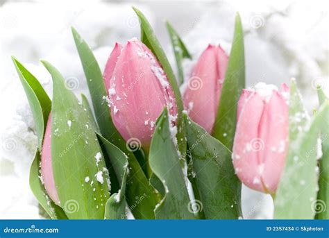 Snow Covered Pink Tulips Stock Images Image 2357434