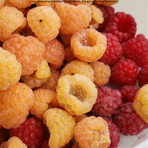 How To Keep Raspberries From Spreading Growing Raspberries In Your