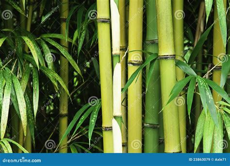 Bamboo Close Up Royalty Free Stock Images Image 23863079