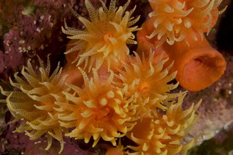 Cup Corals Look Like Flowers Growing On The Reef Douglas J Hoffman