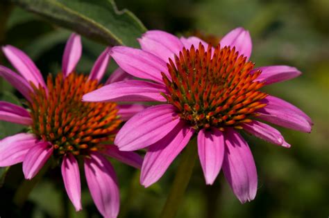 7 Loveliest Summer Flowers Youll Want In Your Garden Reformation Acres