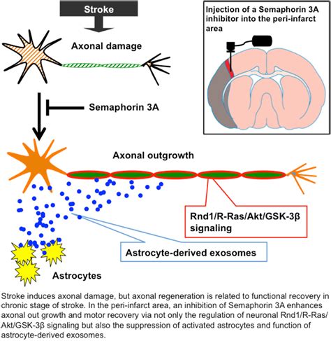 Astrocyte Derived Exosomes Treated With A Semaphorin A Inhibitor