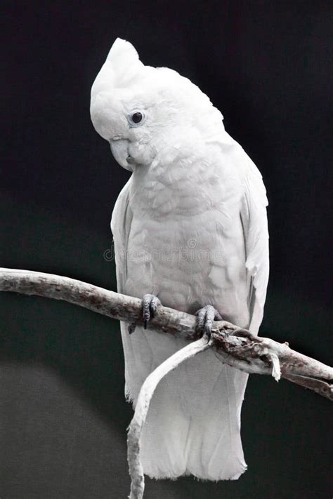 Sad Parrot