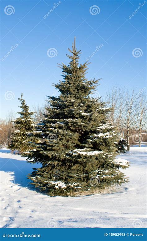 Winter Fir Tree Stock Image Image Of Needle Fluffy 15952993