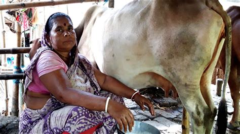 Full Cow Milking By Hand Our Village Woman Milking A Cow By Hand