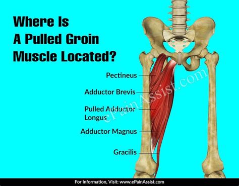 Groin Muscles Diagram Groin Muscles Diagram Muscle Anatomy Body
