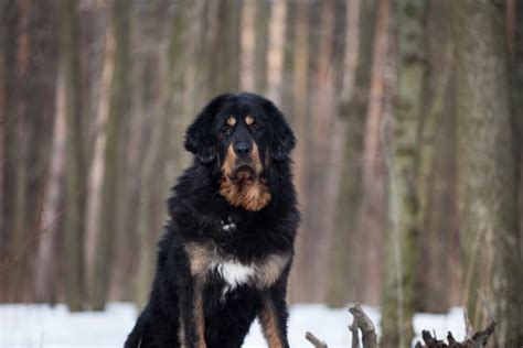 Best Cold Weather Dog Breeds Dog Breeds That Love The Snow