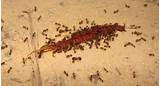 Images of Can Fire Ants Kill You